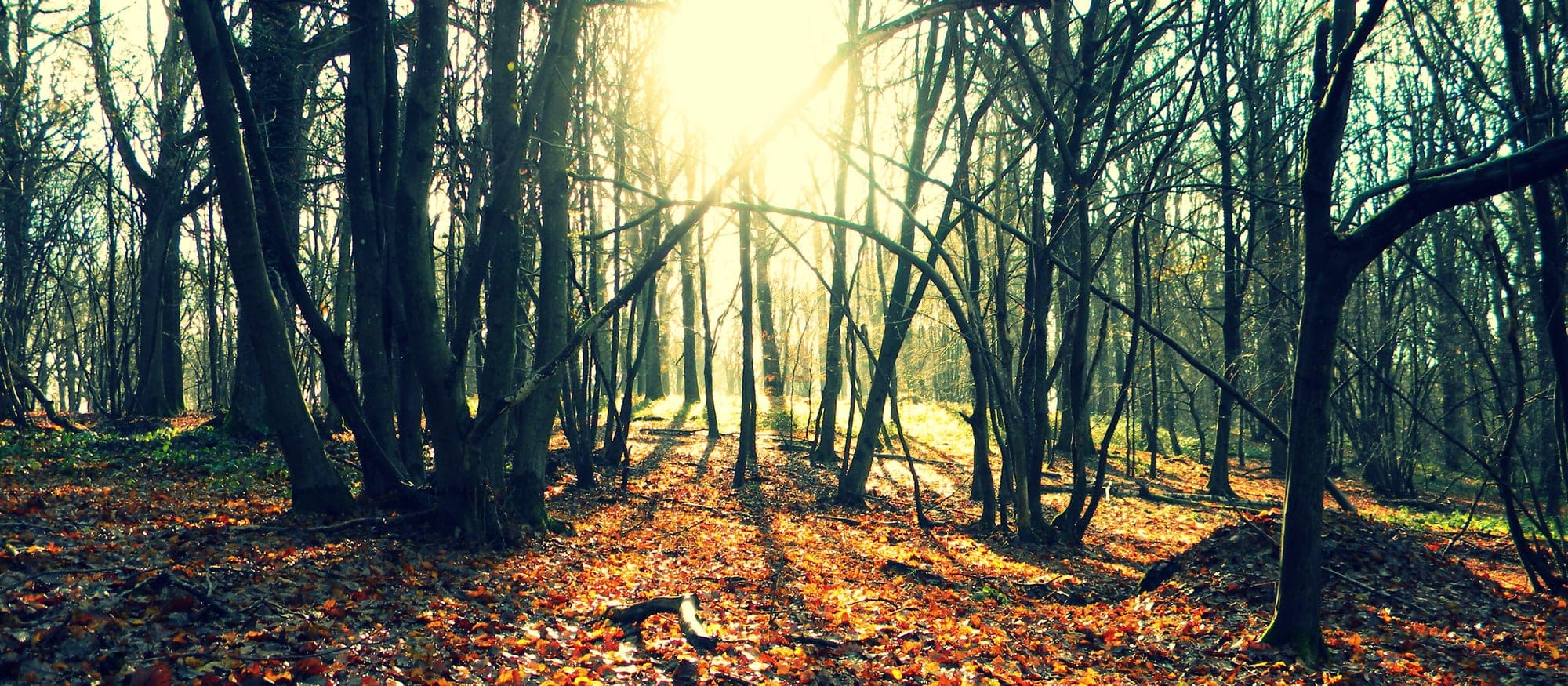 Parc naturel régional de la Haute Vallée de Chevreuse
